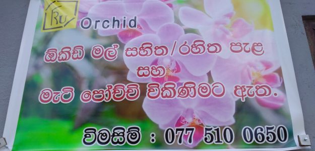 RU orchid